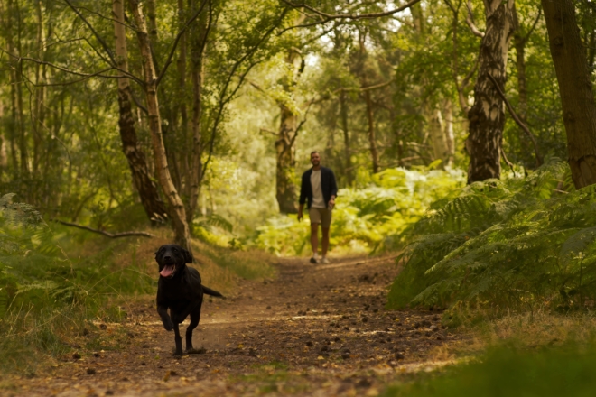A person walks along a lush forest path while a black dog runs ahead with its tongue out. Tall trees and dense greenery line both sides of the trail.