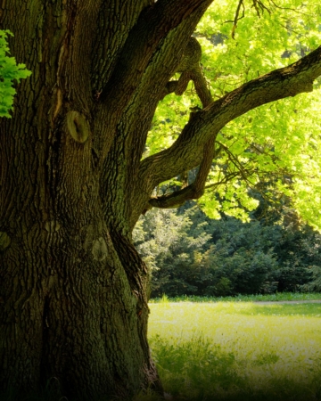 Feature image